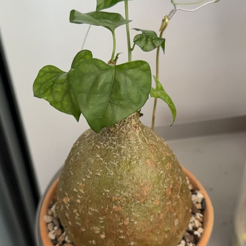 Photo of the plant species Bigfoot Yam by @LordRedflax39 named Maya on Greg, the plant care app
