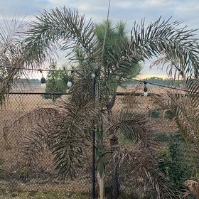 Photo of the plant species Roystonea Regia by @FairSnowberry18 named da Vinci on Greg, the plant care app