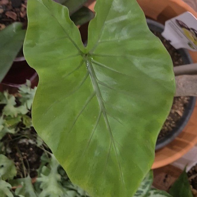 Photo of the plant species Alocasia Black Cobra by @Apitok named James Dean on Greg, the plant care app