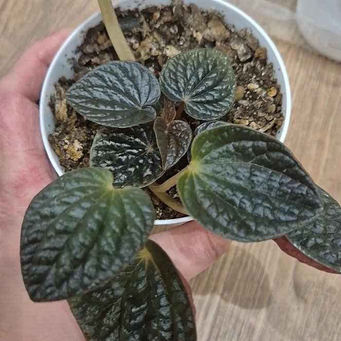 Photo of the plant species Peperomia 'Luna Grey' by @Apitok named Anne on Greg, the plant care app
