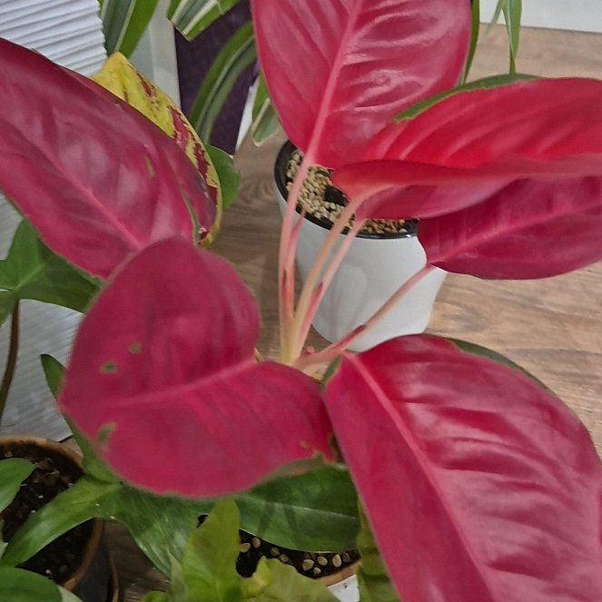 Photo of the plant species Red King by @Apitok named Pax on Greg, the plant care app