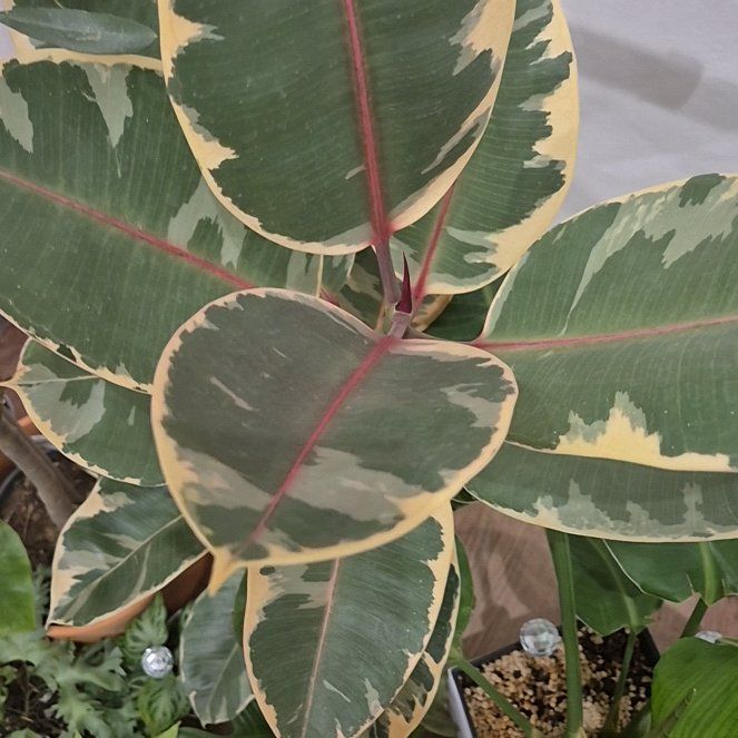 Photo of the plant species Ruby Rubber by @Apitok named Khaleesi on Greg, the plant care app