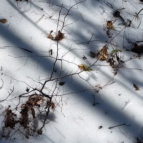 Photo of the plant species Common Snowberry by @CozyBurrchervil named Planty on Greg, the plant care app