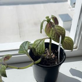 Photo of the plant species Swedish Ivy by @LovablySarcodes named Bodhi on Greg, the plant care app