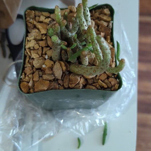 Photo of the plant species Buchholz's Tylecodon by @CozyMarimo49 named Diana on Greg, the plant care app
