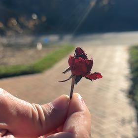 Photo of the plant species Roselle by @JohnWaldron named Gregarious on Greg, the plant care app