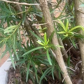 Photo of the plant species Japanese Yew 'Nana' by @JohnWaldron named Beckham on Greg, the plant care app