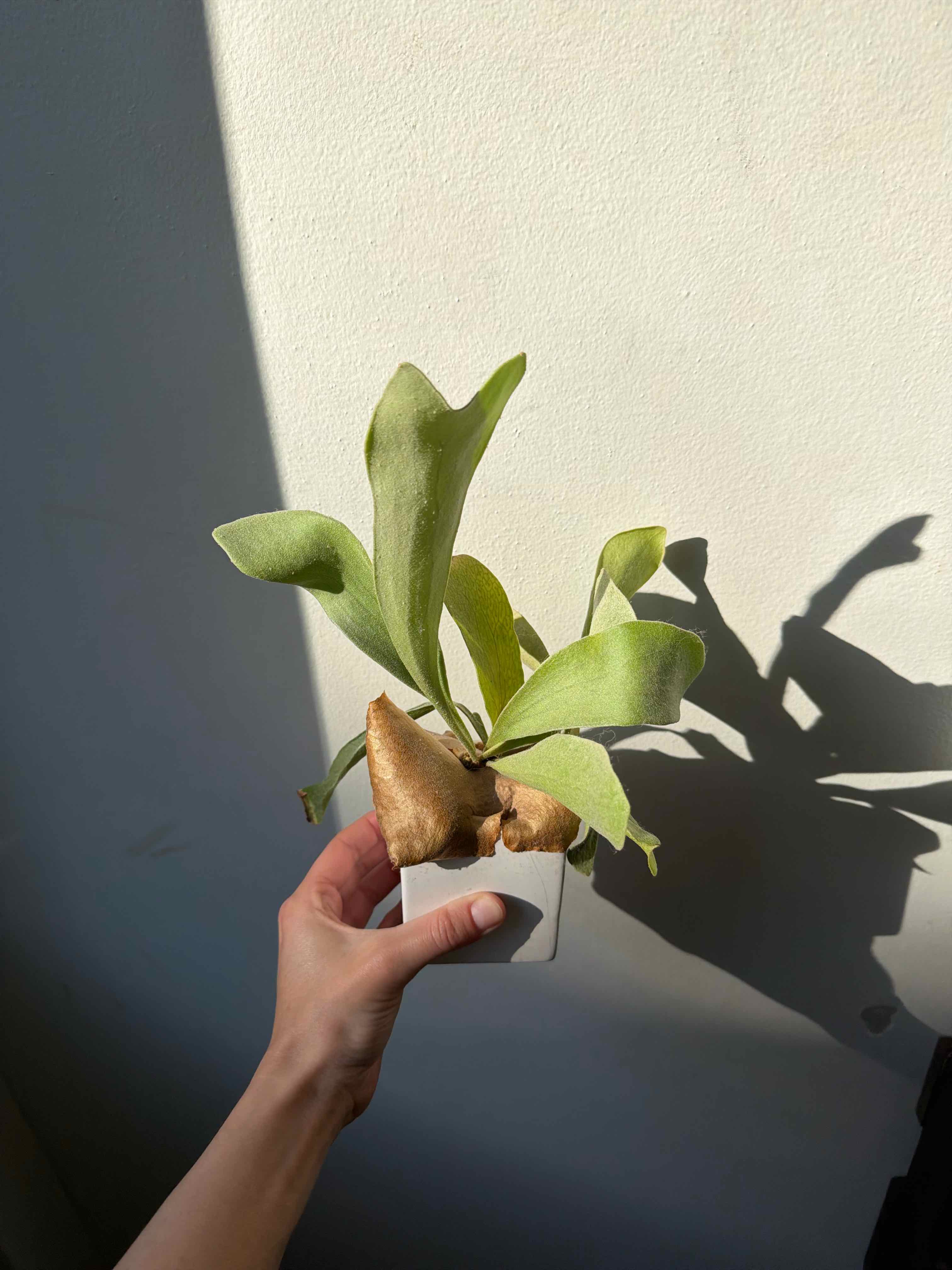 Photo of the plant species Platycerium Alcicorne by @alexprescott named Staghorn on Greg, the plant care app