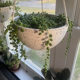 String of Pearls plant in Rockland, Maine