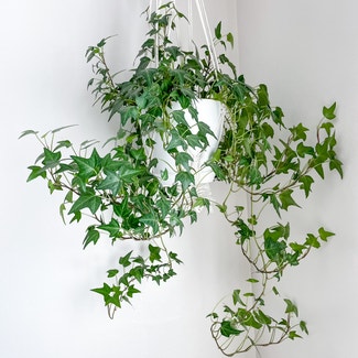 English Ivy plant in Rockland, Maine