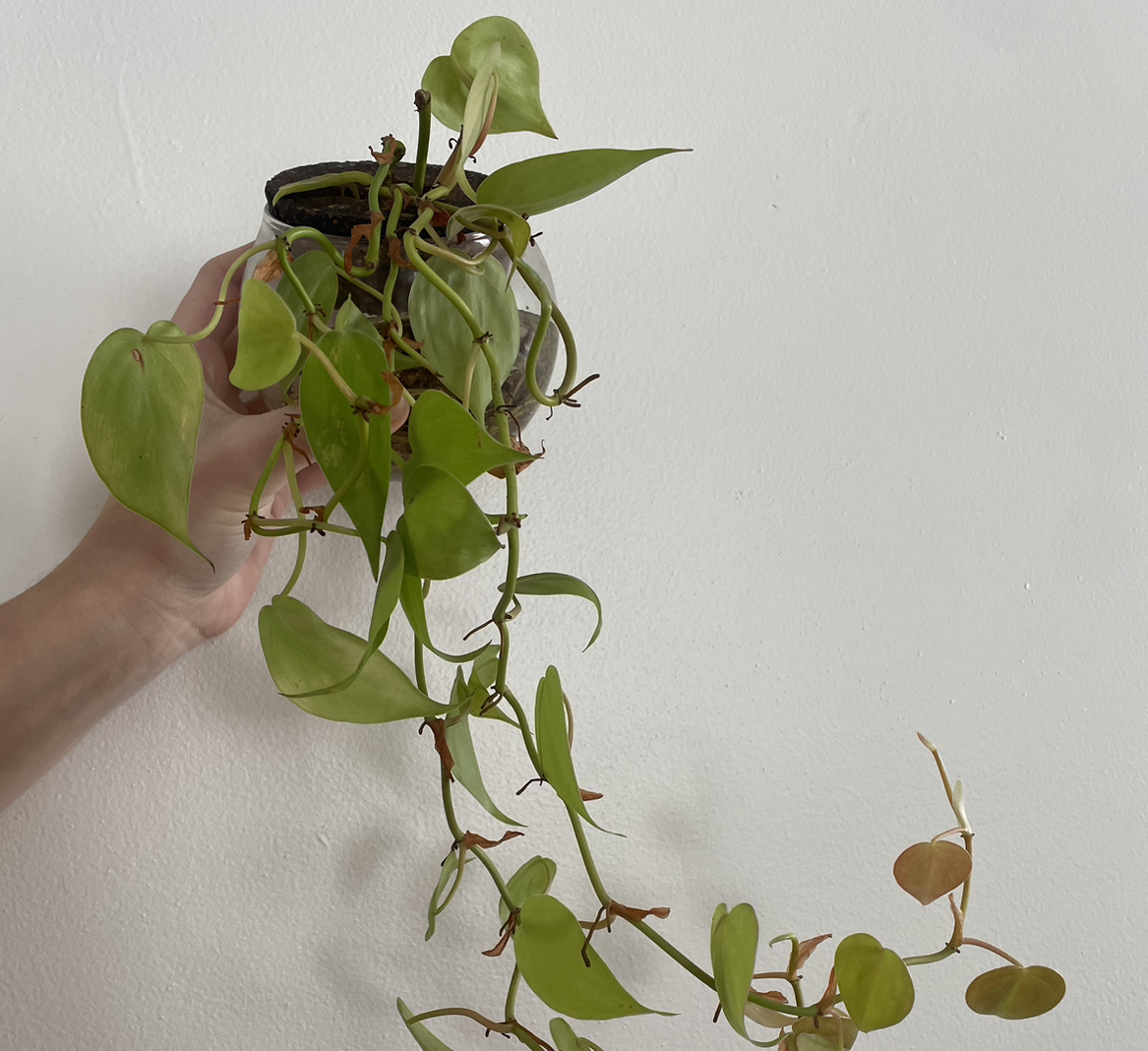 Philodendron Lemon Lime plant with some browning leaves, held by a hand.