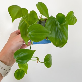 Heartleaf Philodendron plant in Rockland, Maine