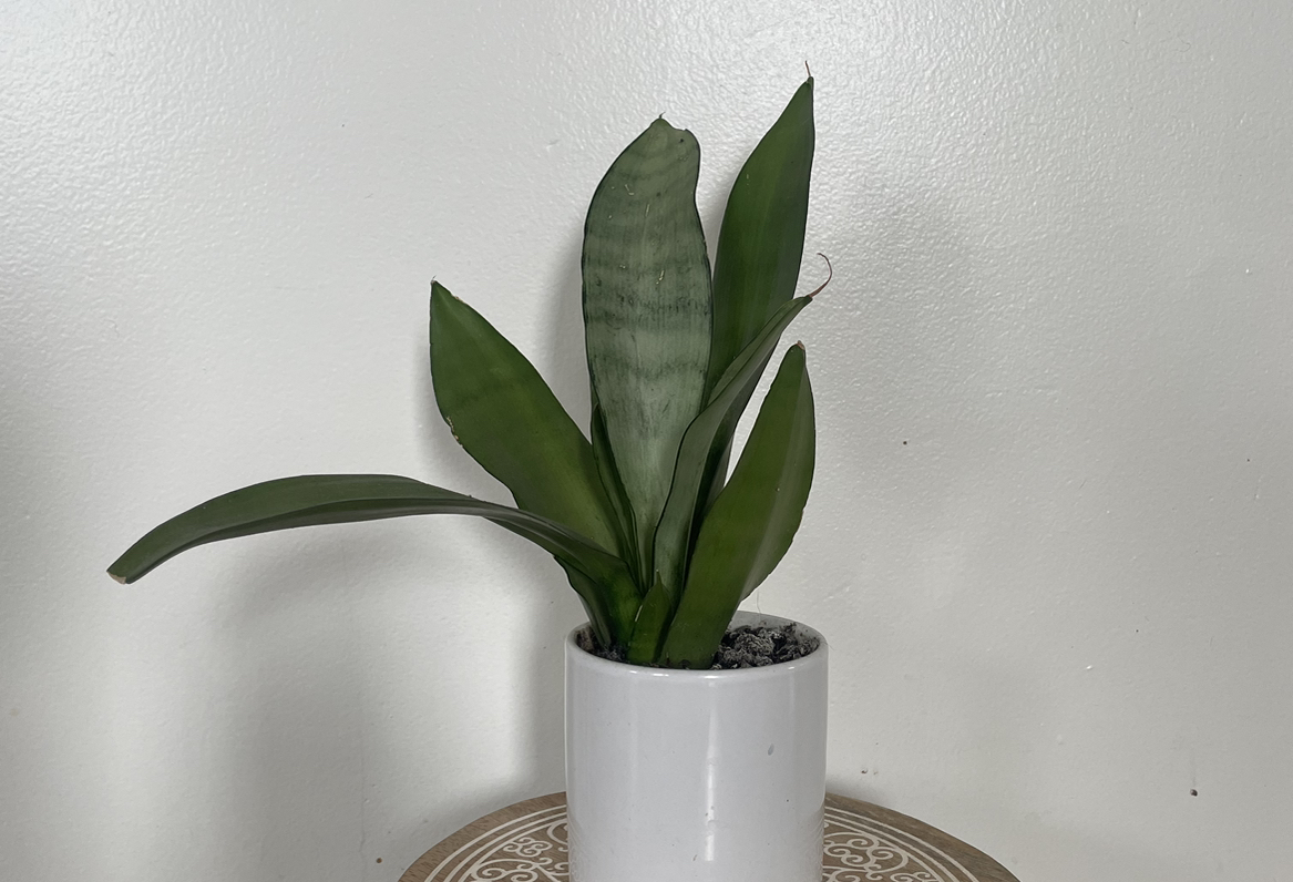 Silver Snake Plant in a white pot on a table, appearing healthy.