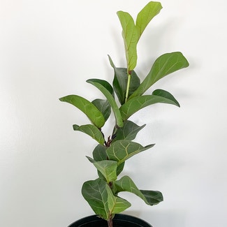 Fiddle Leaf Fig plant in Rockland, Maine