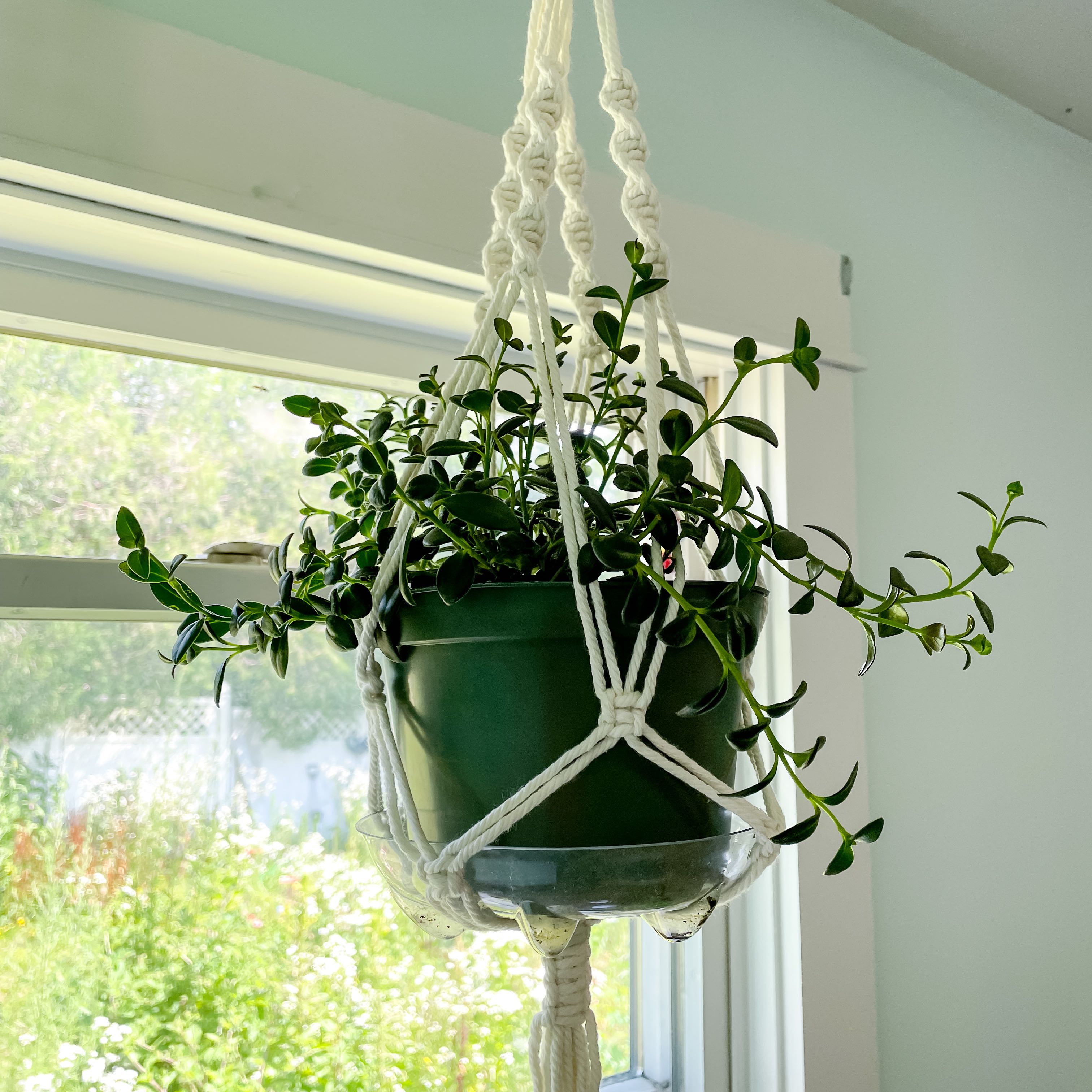 Hanging Goldfish Plant in a green pot with a macrame hanger, healthy green leaves.