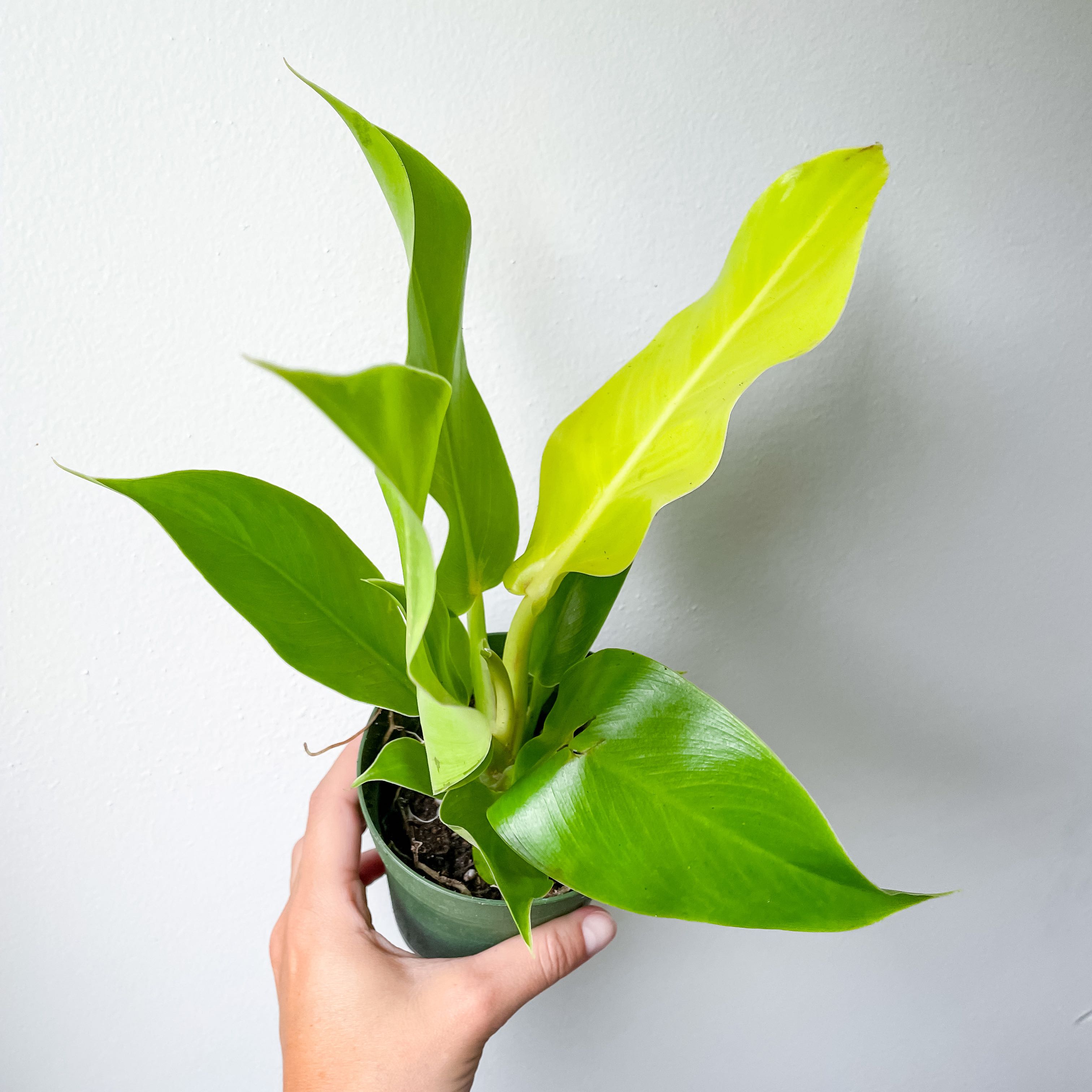 Philodendron 'Moonlight' plant with vibrant green leaves held by a hand.