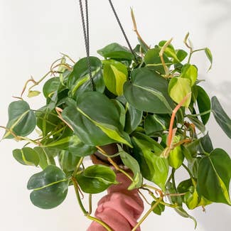 Philodendron Brasil plant in Rockland, Maine