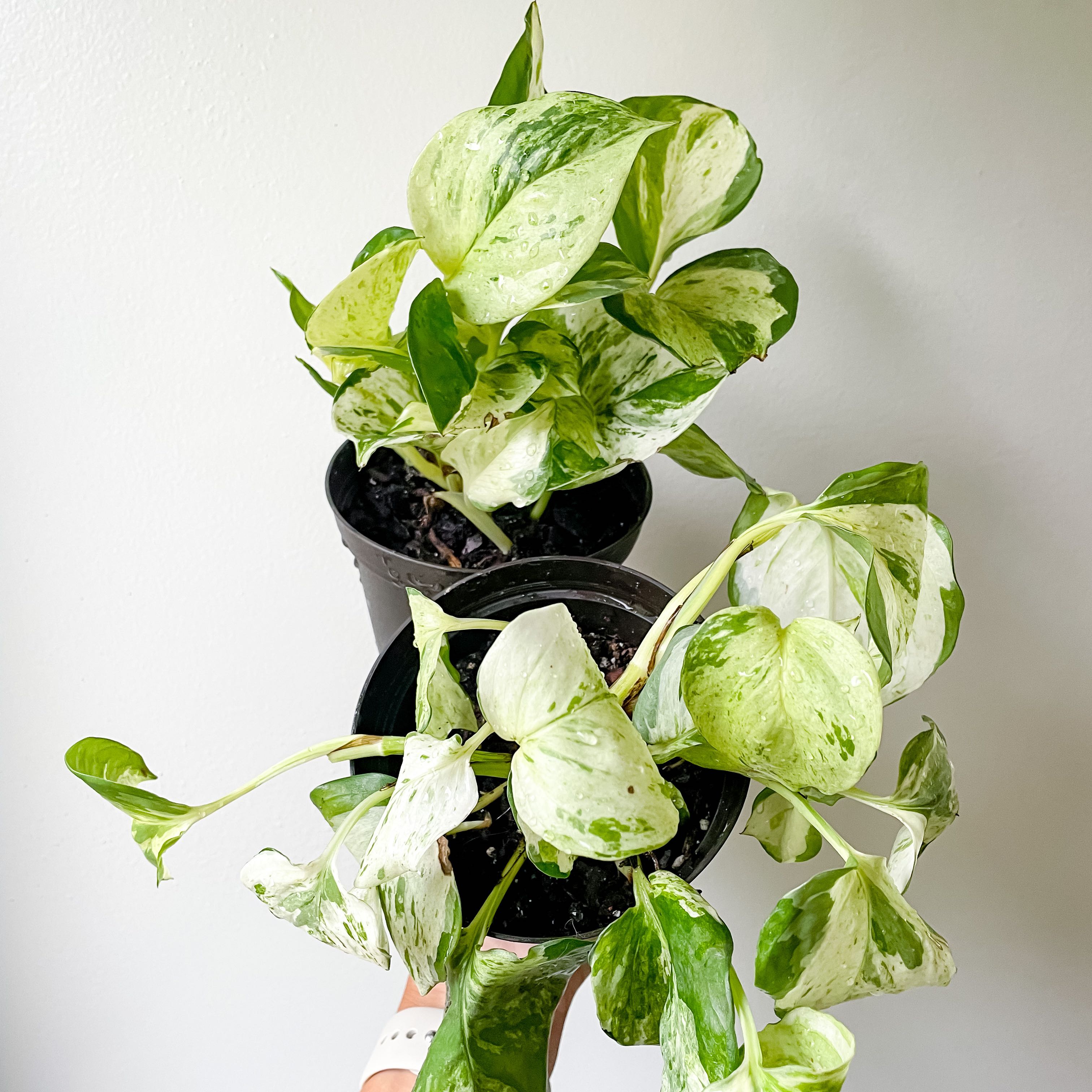 Manjula Pothos plant with variegated green and white leaves, held by a hand.