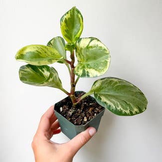 Variegated Baby Rubber Plant plant in Rockland, Maine