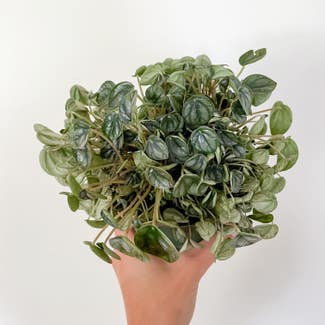 Peperomia 'Little Toscani' plant in Rockland, Maine