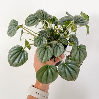 Silver Frost Peperomia plant in Rockland, Maine