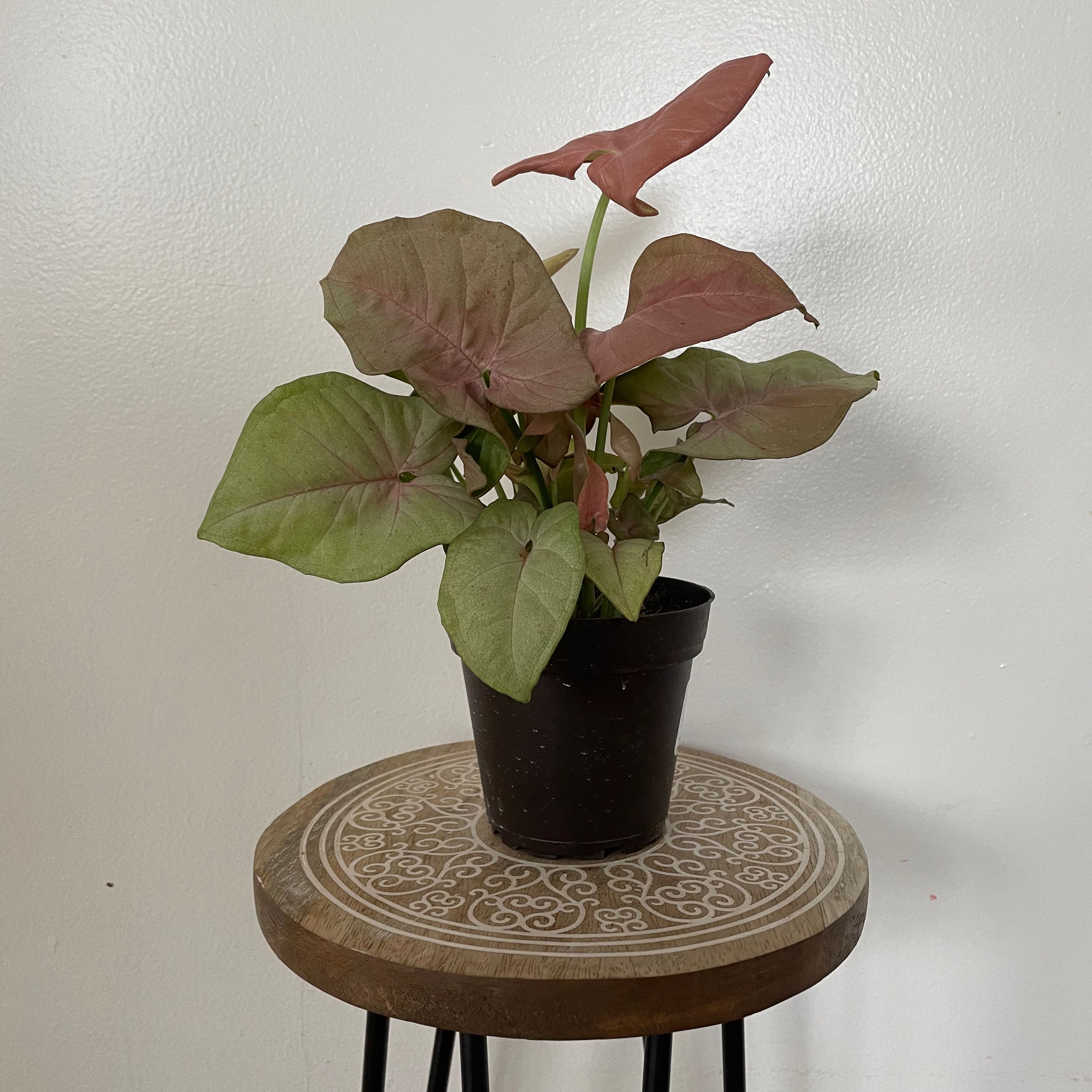 Pink Syngonium plant in a black pot on a decorative stool.