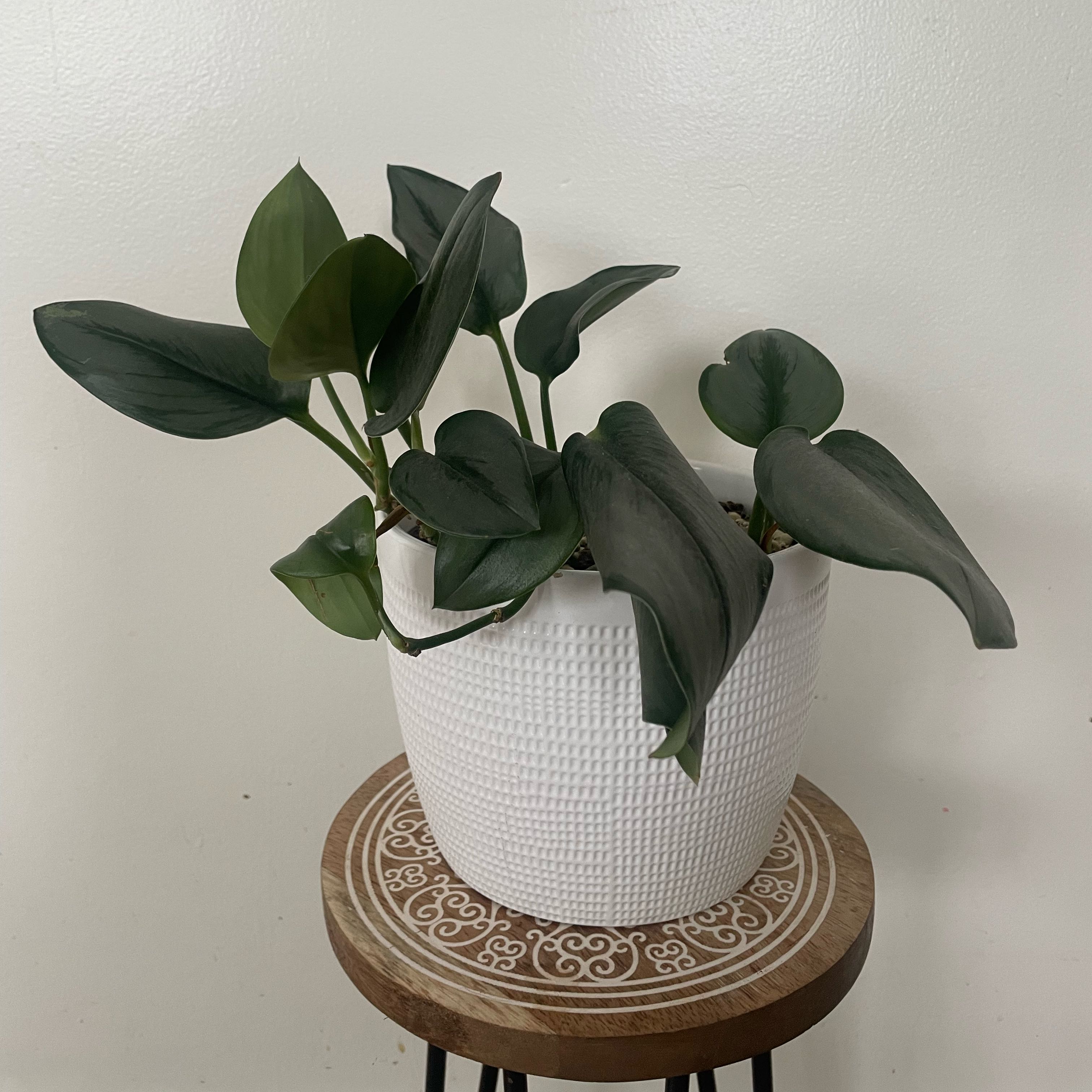 Scindapsus treubii 'Moonlight' plant in a white pot on a small table.