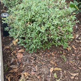 Photo of the plant species Thorny Olive by @SpotonEllisia27 named Harmony on Greg, the plant care app