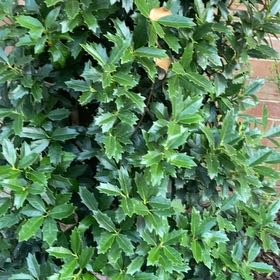 Photo of the plant species American Holly by @SpotonEllisia27 named Orlando Bloom on Greg, the plant care app