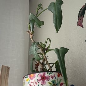 Photo of the plant species Philodendron bipennifolium 'Splash Gordon' by @CopperBoom named Spike Leaves on Greg, the plant care app