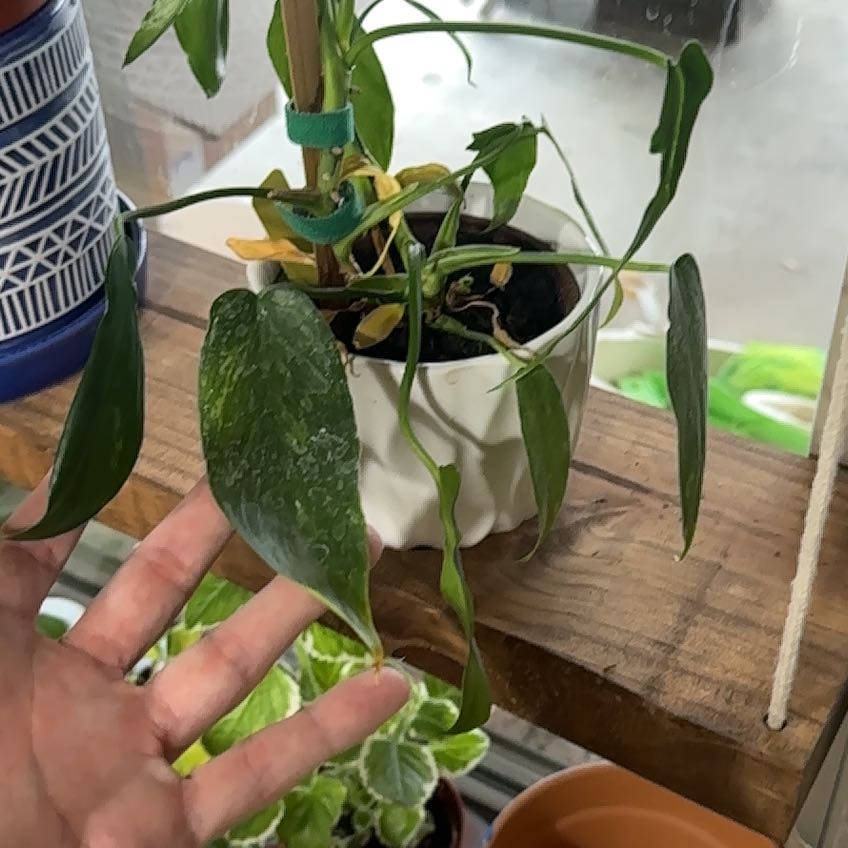 Photo of the plant species Philodendron Mottled Dragon by @CopperBoom named Mushu on Greg, the plant care app