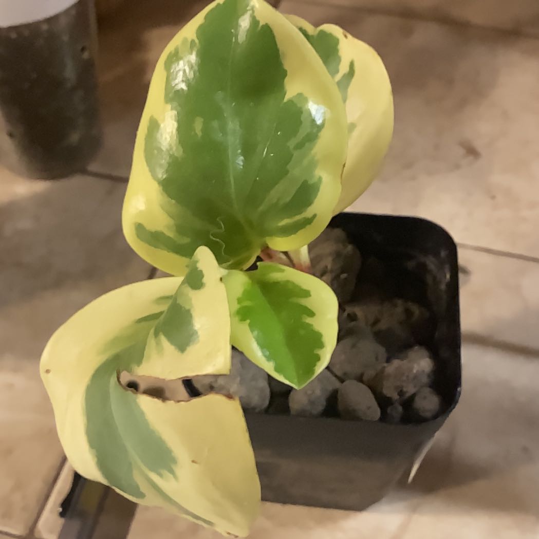Photo of the plant species Peperomia 'Sweet and Sour™' by @MentorLilac95 named Einstein on Greg, the plant care app