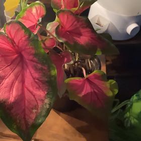 Photo of the plant species Caladium 'Florida Sweetheart' by @MentorLilac95 named Perri on Greg, the plant care app