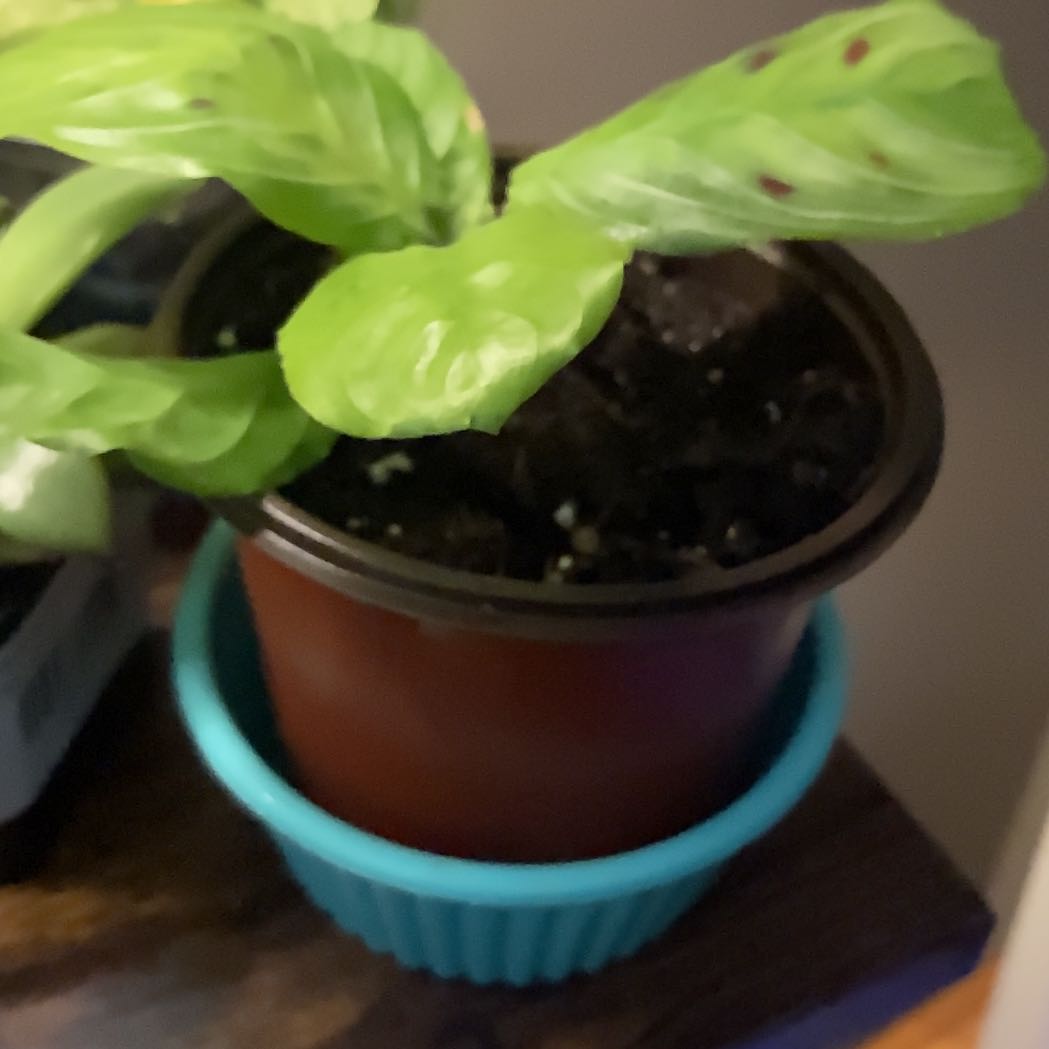 Photo of the plant species Black Prayer Plant by @MentorLilac95 named Bernie on Greg, the plant care app