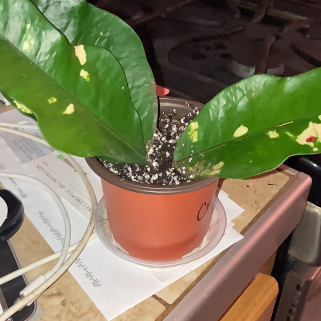 Photo of the plant species Croton 'Magnificent' by @MentorLilac95 named Baesil on Greg, the plant care app