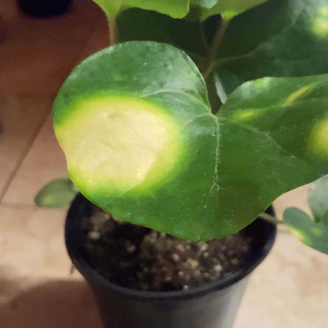 Photo of the plant species Leopard Plant 'Firefly' by @MentorLilac95 named Dotti on Greg, the plant care app