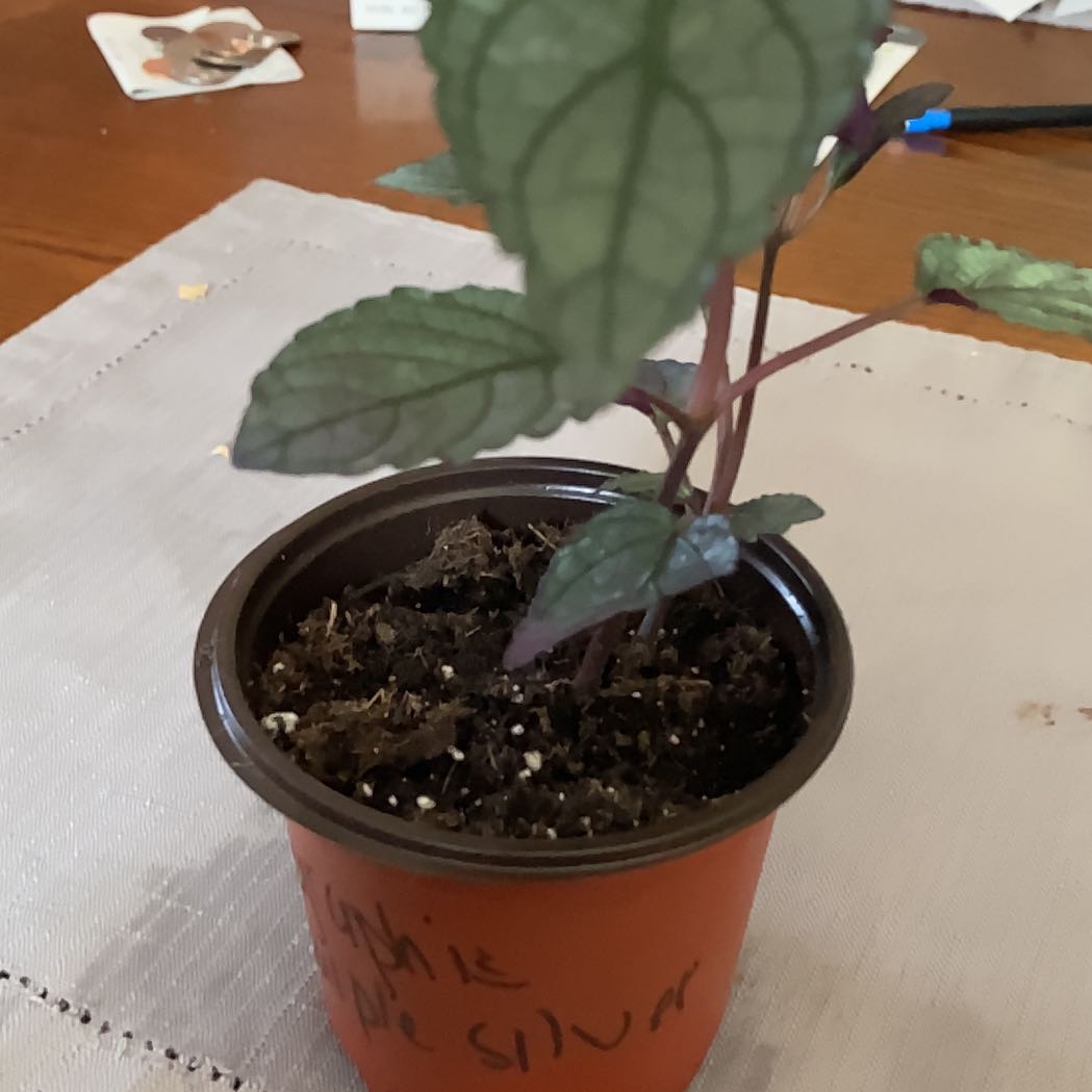 Photo of the plant species Hemigraphis 'Coloratus Silver' by @MentorLilac95 named Darwin on Greg, the plant care app