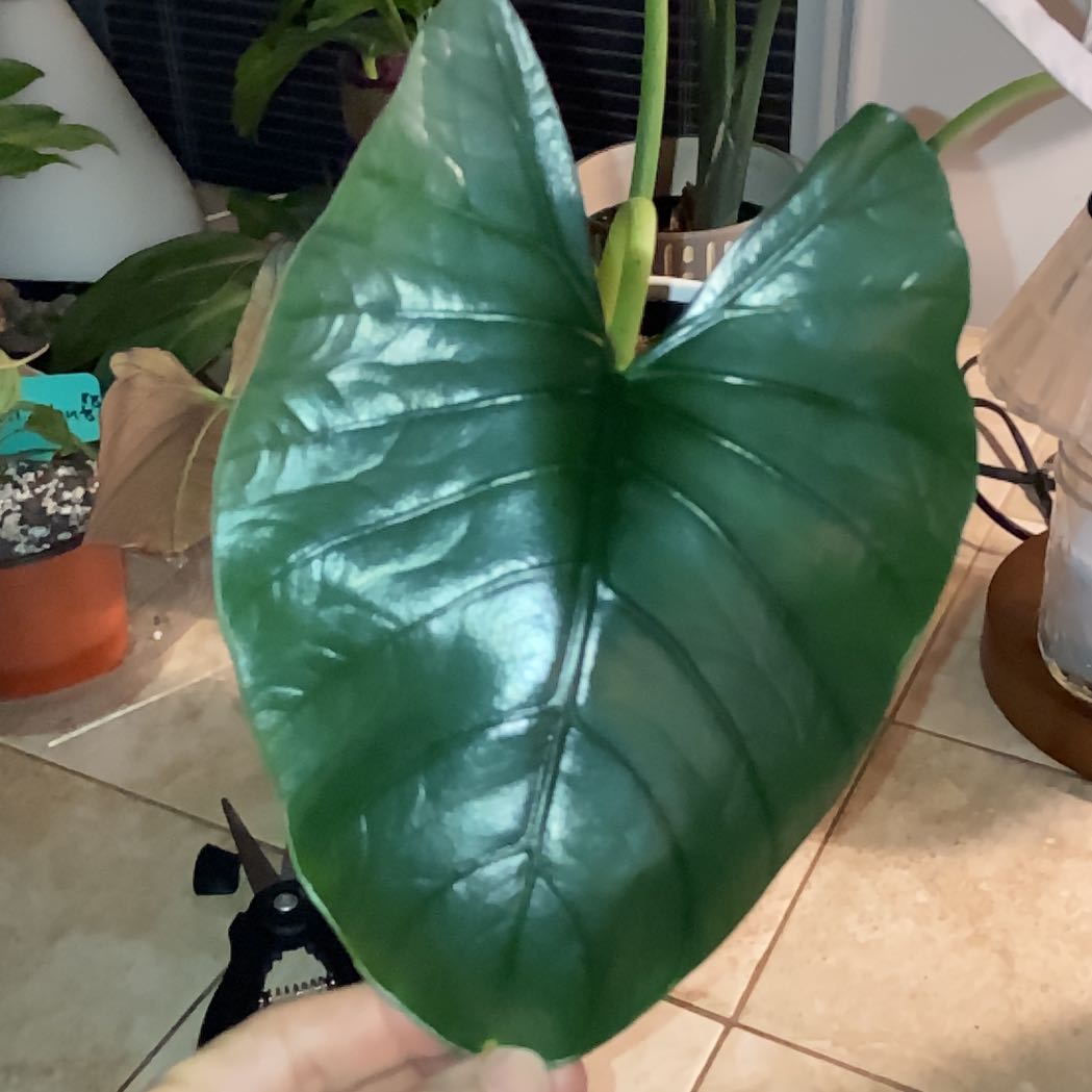 Photo of the plant species Alocasia Reginae by @MentorLilac95 named Curie on Greg, the plant care app
