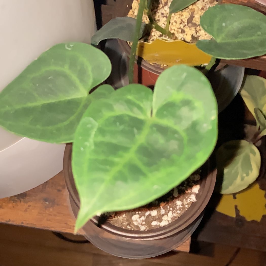 Photo of the plant species Clarinervium Anthurium by @MentorLilac95 named Planty on Greg, the plant care app