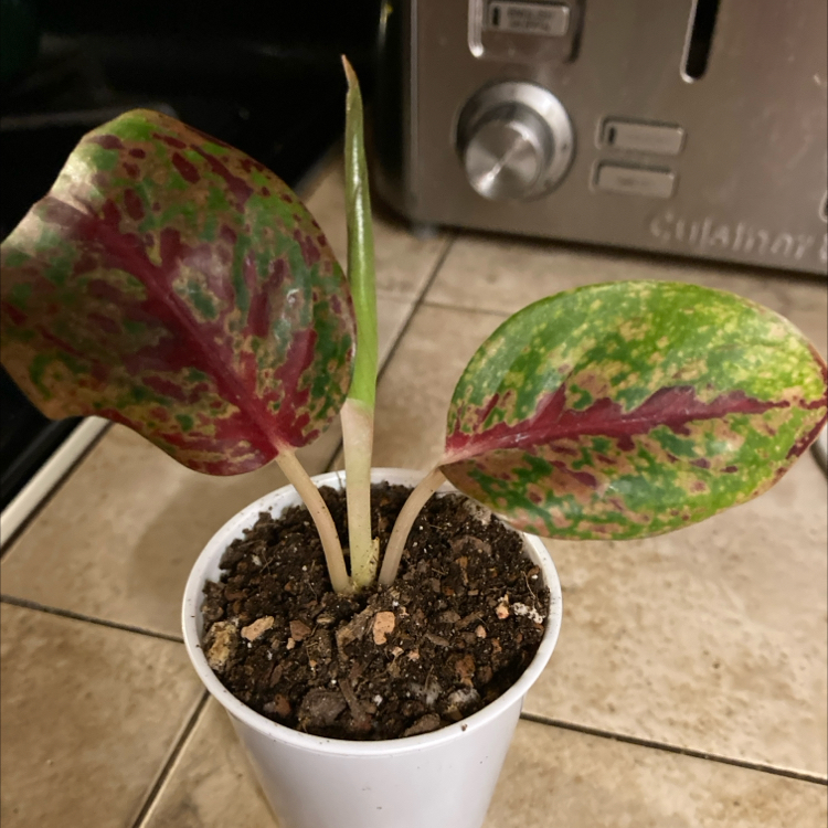 Photo of the plant species Aglaonema 'Ruby' by @MentorLilac95 named Agnes on Greg, the plant care app