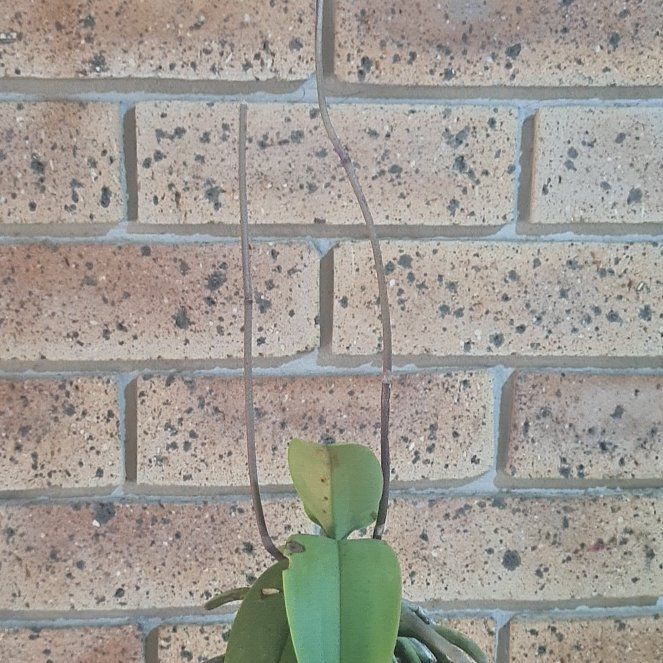 Photo of the plant species Doritis pulcherrima by @EagerFynbosaloe named Khaleesi on Greg, the plant care app