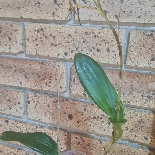 Photo of the plant species Viviparous Epidendrum by @EagerFynbosaloe named Maya on Greg, the plant care app