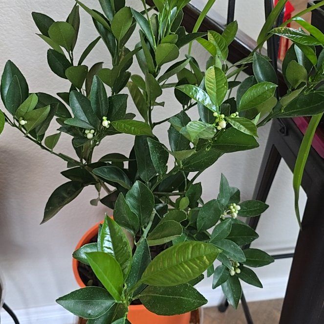 Photo of the plant species Moro Blood Orange by @LovelyBegonia91 named Tigress on Greg, the plant care app
