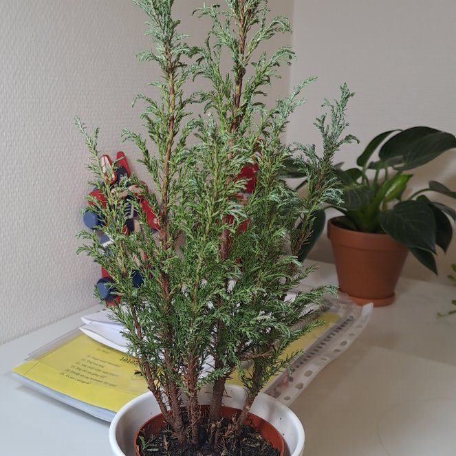 Mini Pine