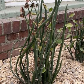 Photo of the plant species devil's backbone by @SassyMostii97 named Mochi on Greg, the plant care app