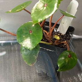 Photo of the plant species Begonia Red Ruby by @FunPansy87 named Begonia on Greg, the plant care app