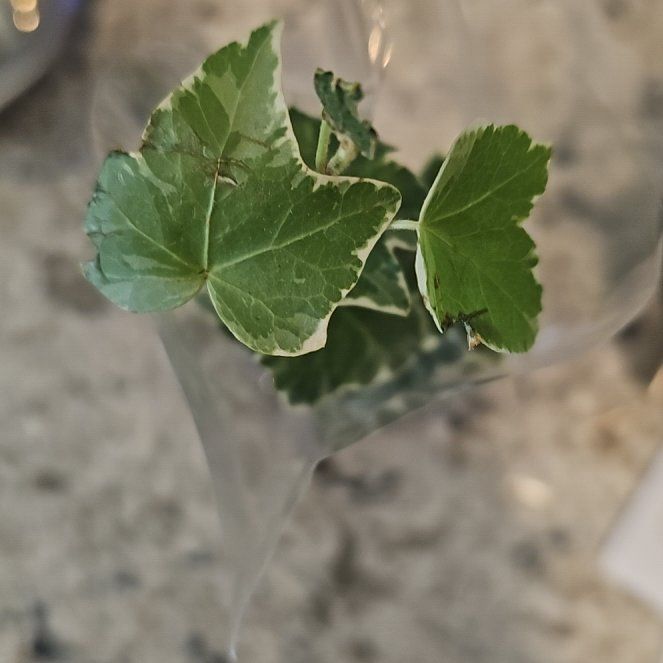 Photo of the plant species Malva Assurgentiflora by @EsteemedShyleaf named Gregarious on Greg, the plant care app