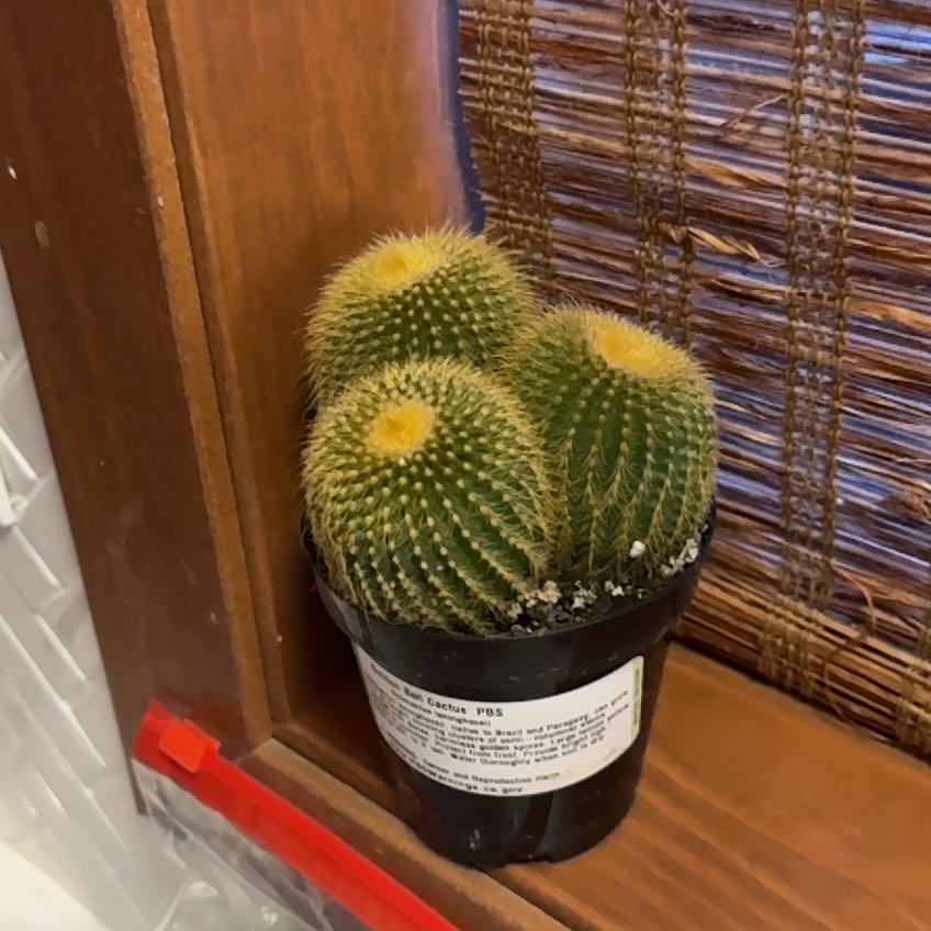 Photo of the plant species Golden Ball Cactus by @NobleAtom91 named Ball Cactus on Greg, the plant care app