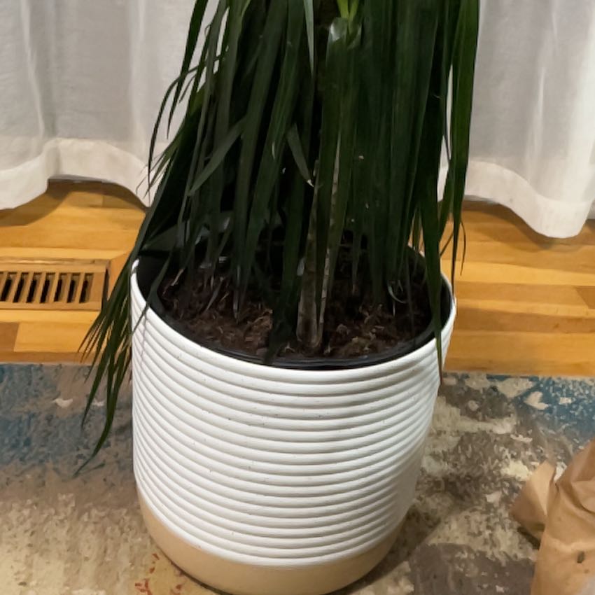Photo of the plant species Dragon Tree by @PeachyJonquil named Sol on Greg, the plant care app