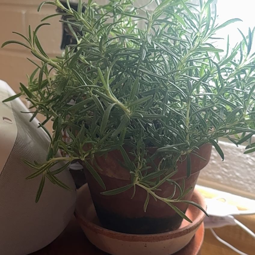 Photo of the plant species Huntington Carpet Rosemary by @TopPawpaw4 named Rosemary on Greg, the plant care app